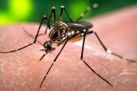 São Paulo antecipa 1,3 milhão de doses da vacina da dengue do