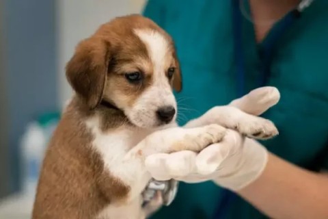 4ª Edição de Castração em Jandira: Cuidado, Amor e Compromisso com os Animais
